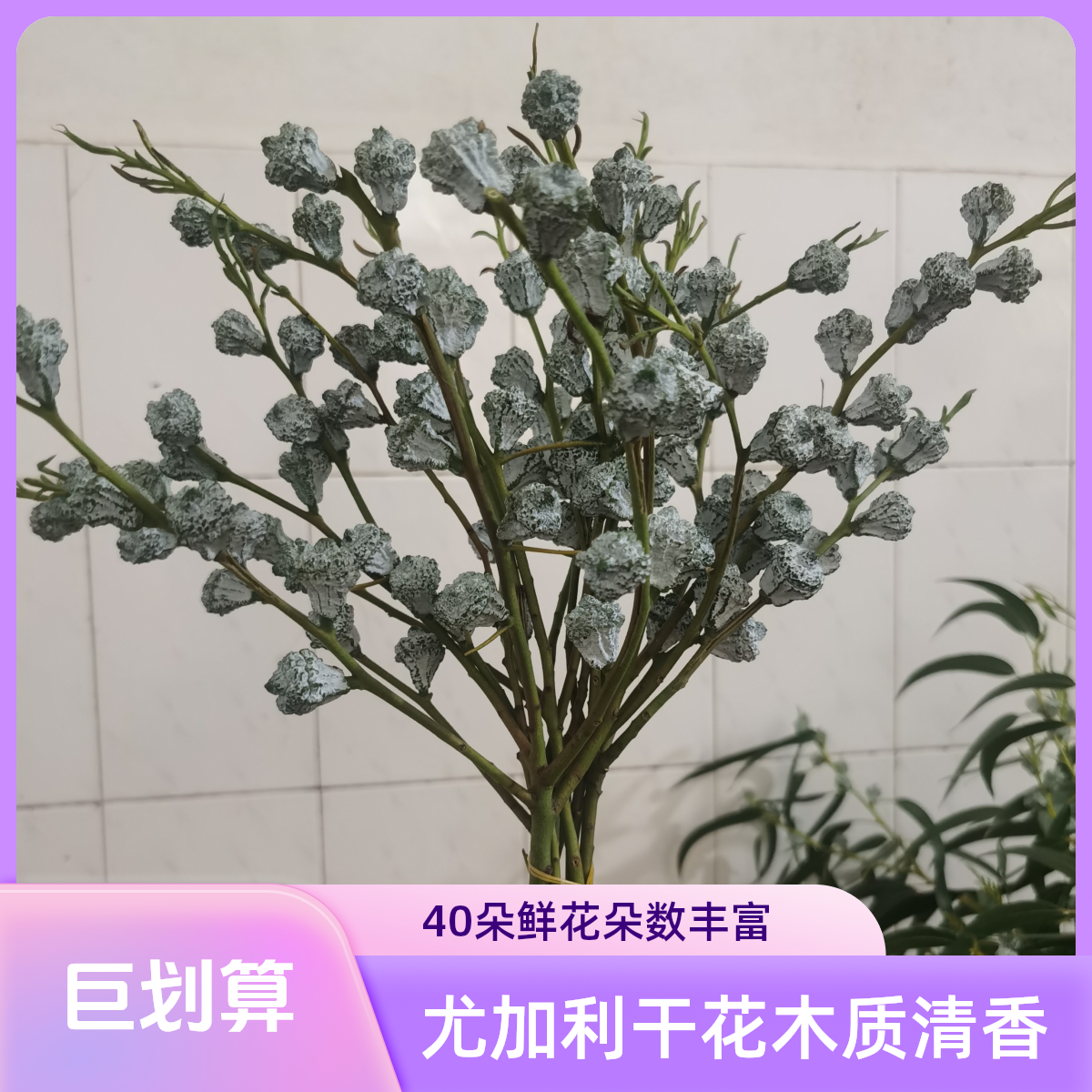 尤加利果木质清香持续三五年，可做干花好养