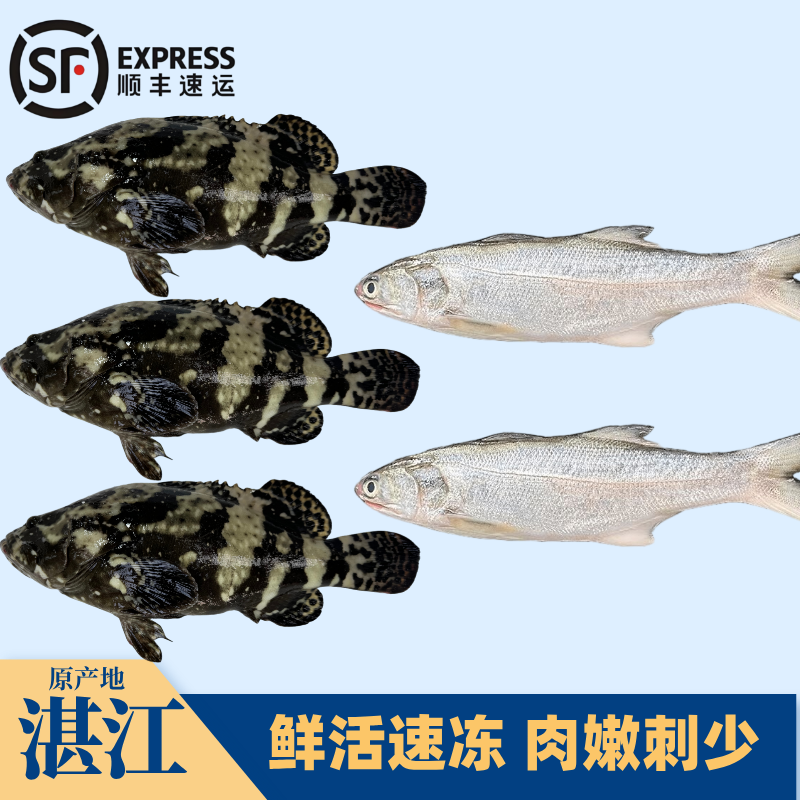 D  3条石斑鱼+2条马友鱼 湛江海鲜味道鲜美 顺丰包邮