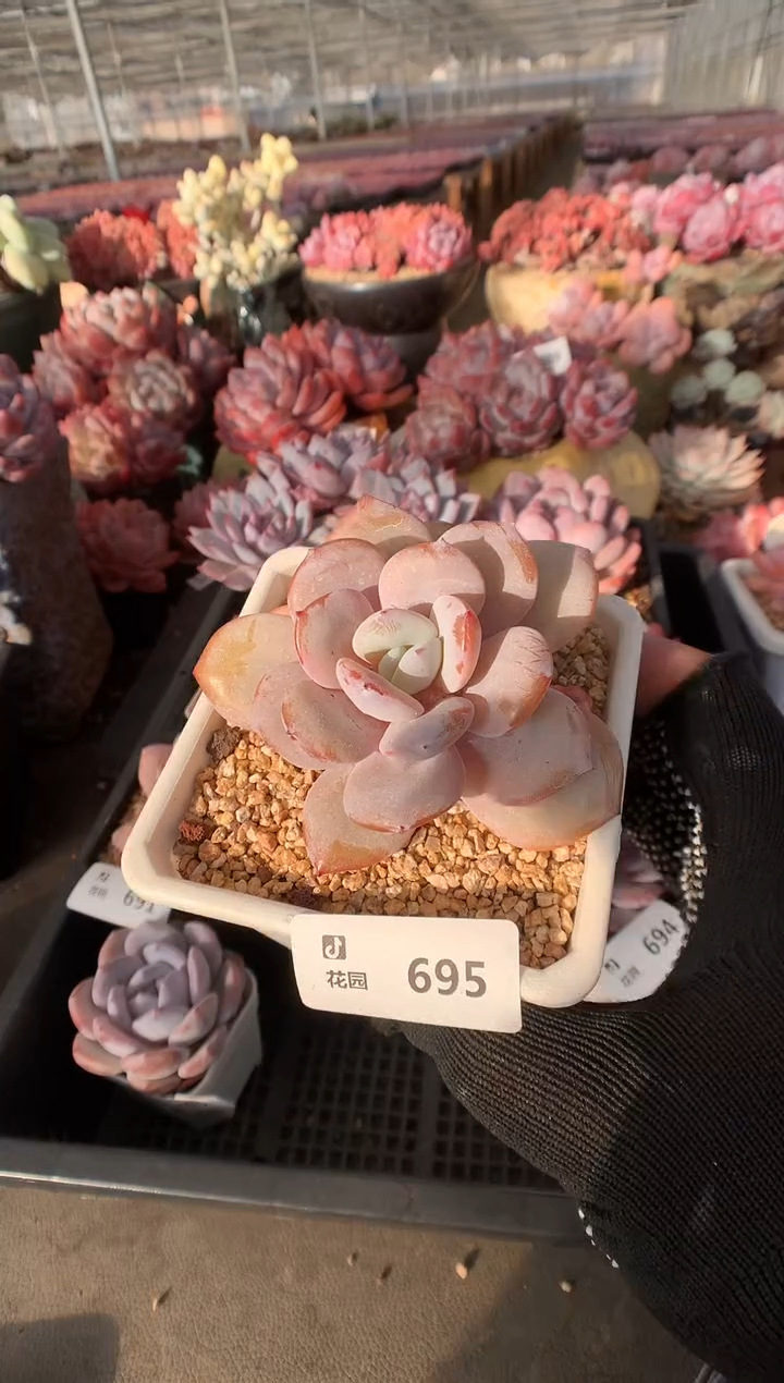 695奶茶一物一拍