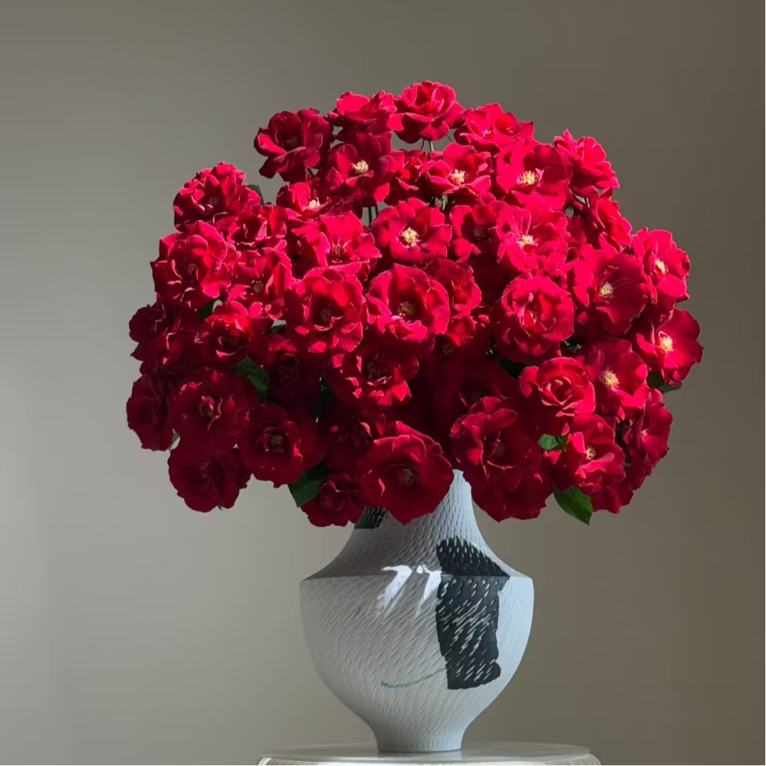 【红蕾丝】全场任意满两单升级发顺丰  云南基地鲜切花