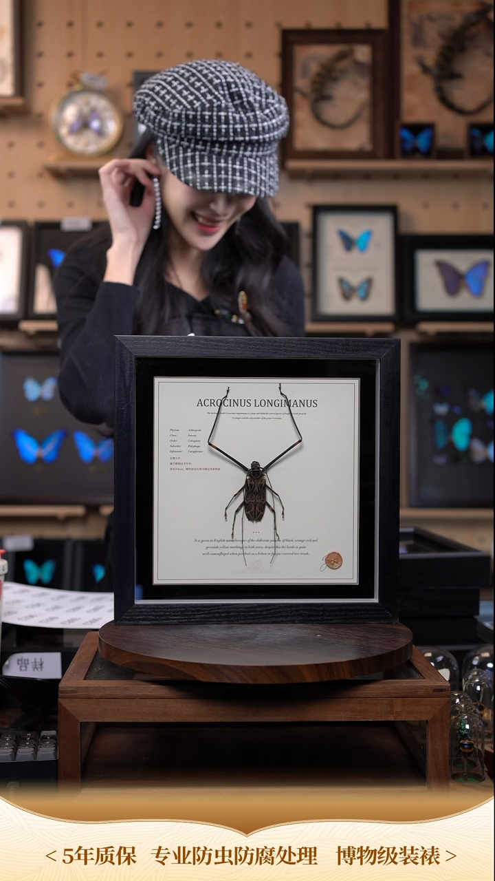 长臂天牛未展翅10寸方框