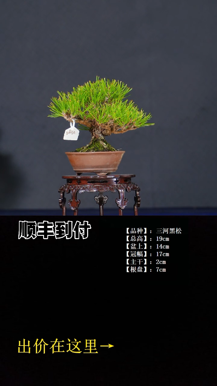 无花朵三河黑松 不包邮