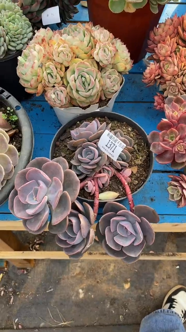 【闪购商品】1371尘埃玫瑰