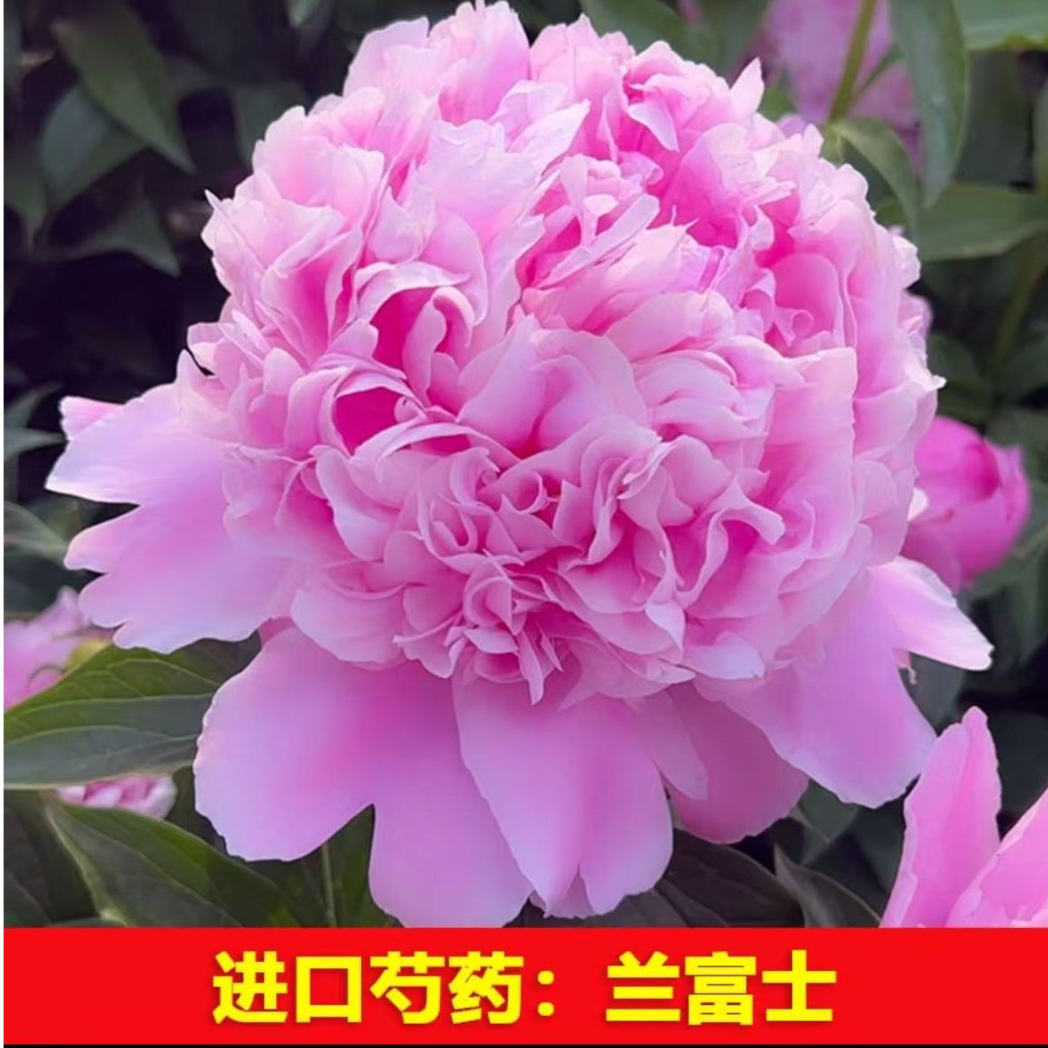 （兰富士）芍药荷兰进口品种 先发花肥（预售卡） 秋天发苗