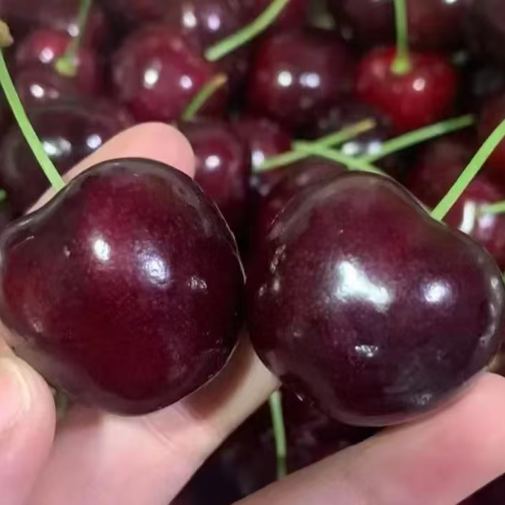 【1-4JD拉宾斯】智利海运车厘子净果5斤今天拍明天到内附果径卡拉宾斯樱桃智利共和国