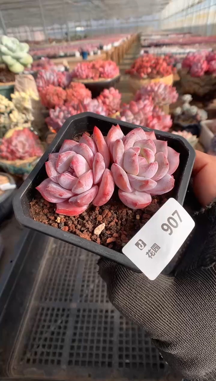 907星影一物一拍