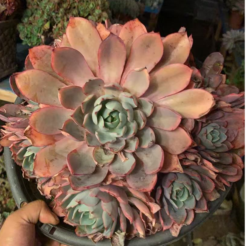 【赫拉】【满19包邮】阳台露养办公室栽种养护【博哥多肉花园】