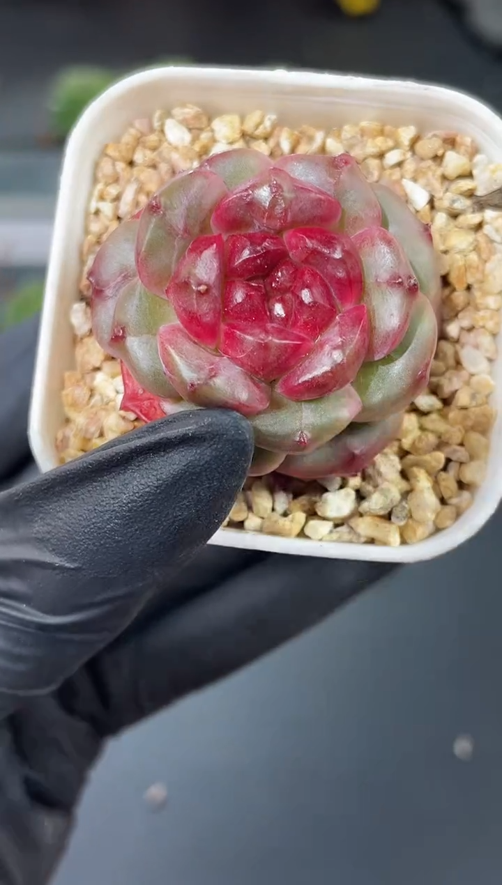 闪购842  魅骨多肉一颗   3.8-4厘米