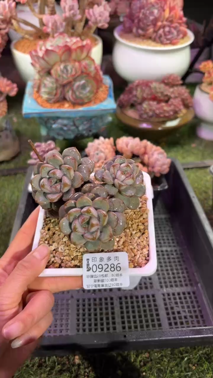 【闪购商品】09286
