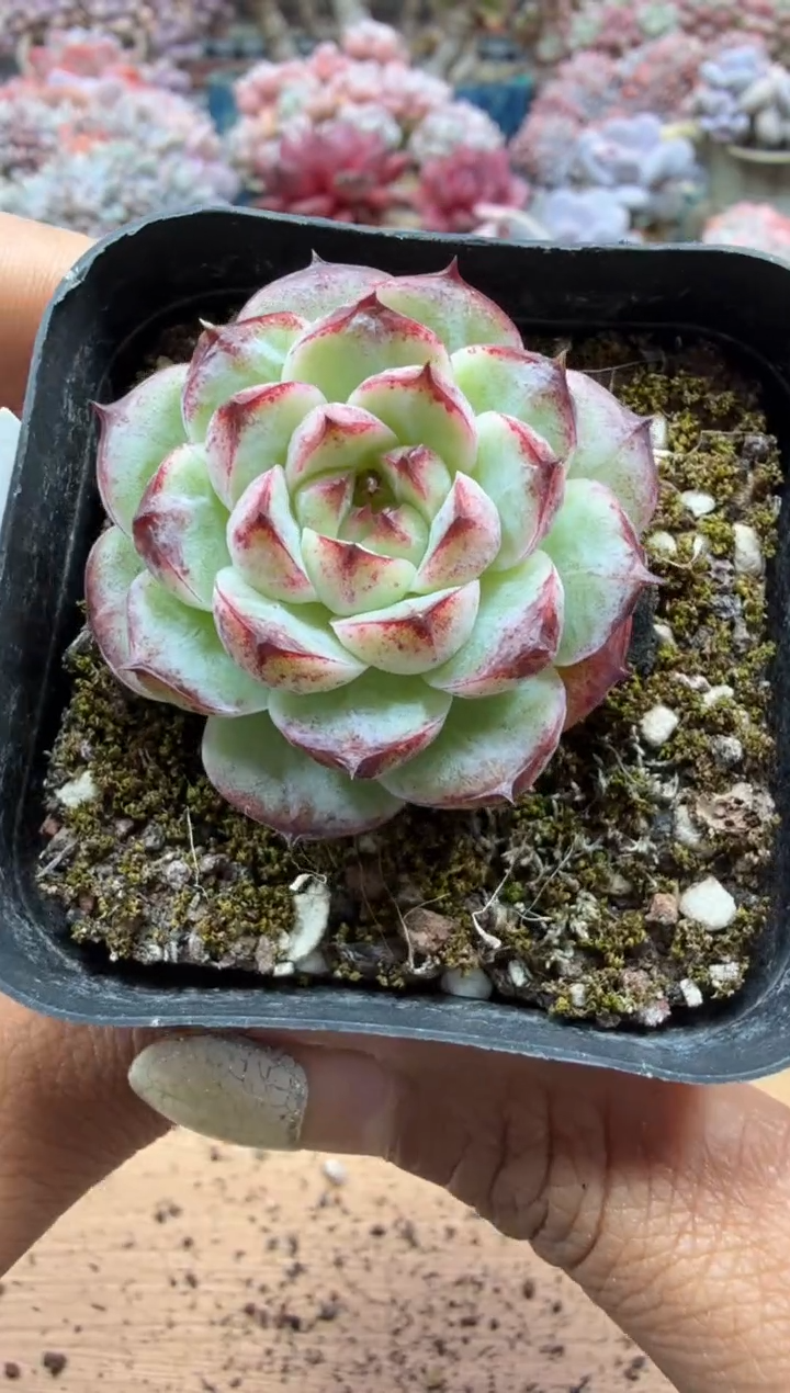 东云多肉园二店-254