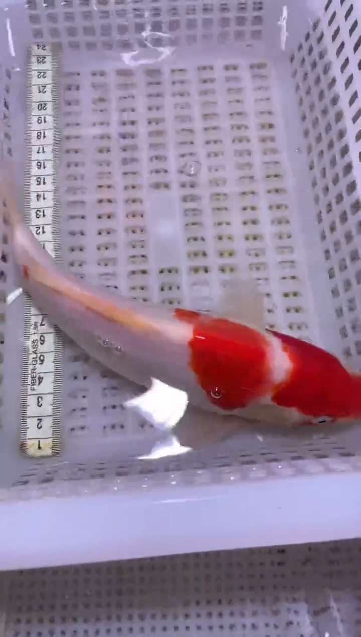 锦鲤血统锦鲤全场包邮59