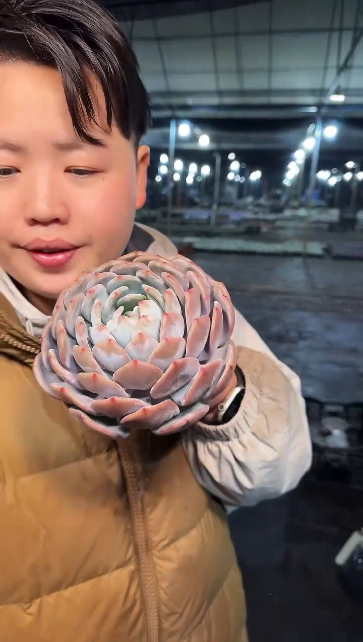 包子单头梦露 5.2