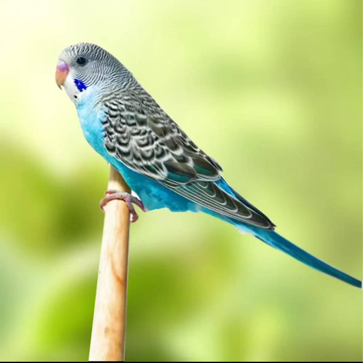 【虎皮鹦鹉】一只装公母颜色可挑选活体宠物虎皮鹦鹉