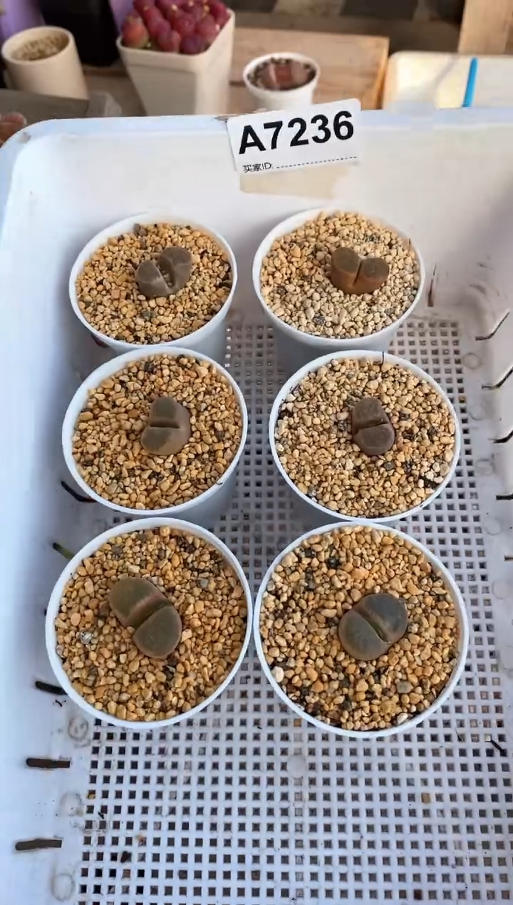 【闪购商品】7236直播间一物一拍