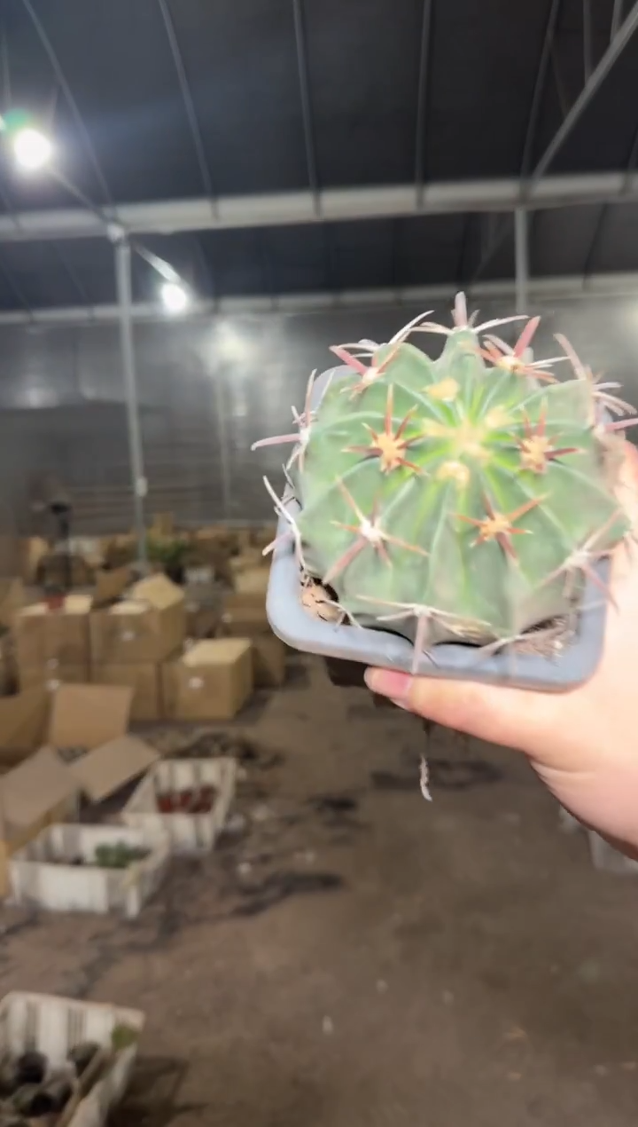 实生根 凌波 7-10cm