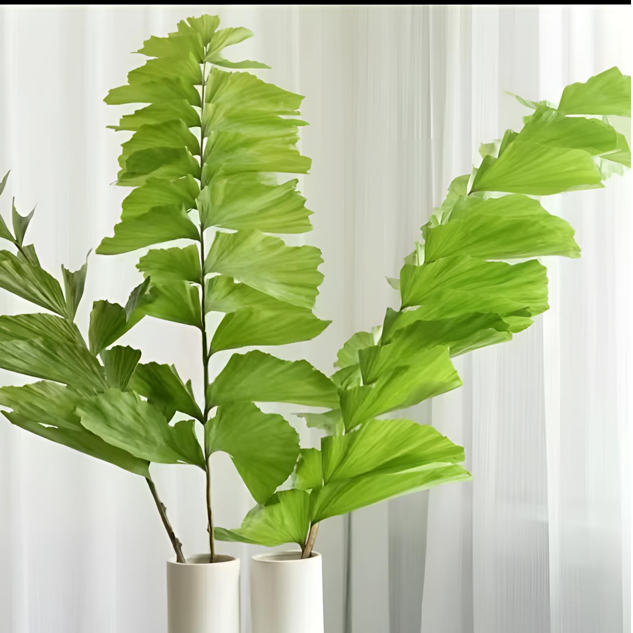 【七礼夫人】鱼尾葵 鲜切水培花材  小众氛围感花材