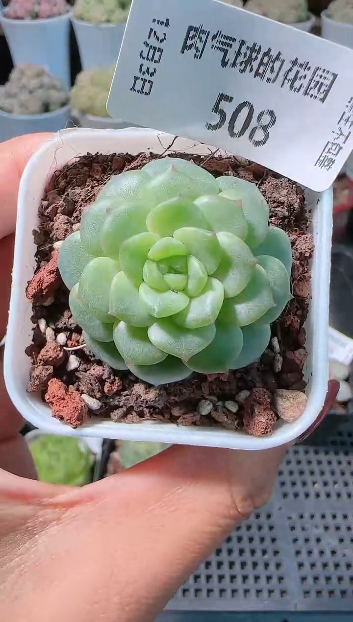 1203-508bl-6多肉群生不包整