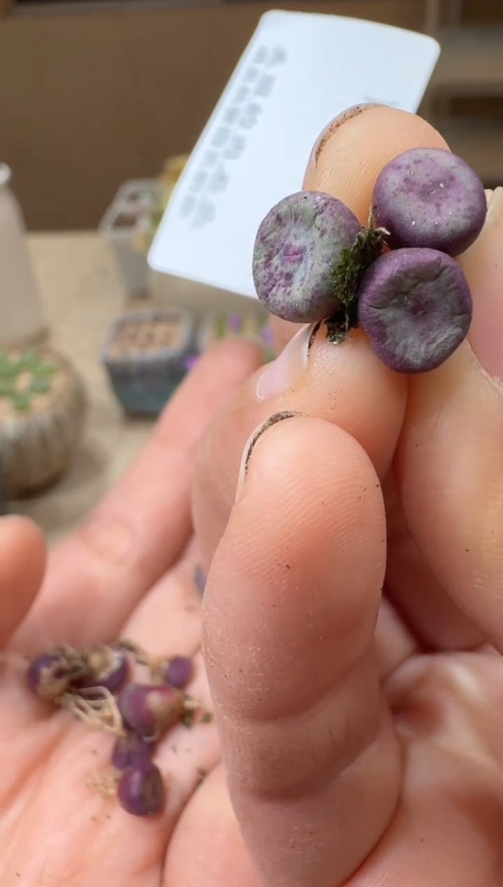 y****）10-180多肉植物肉锥