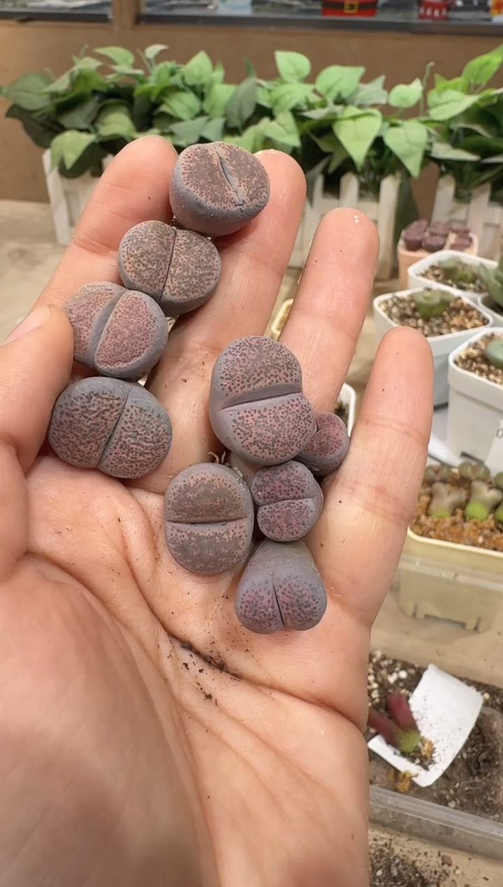 28-52多肉植物肉锥粉碧