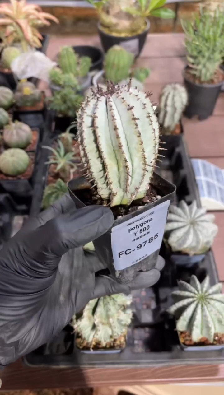 魁伟玉大戟FC-9785