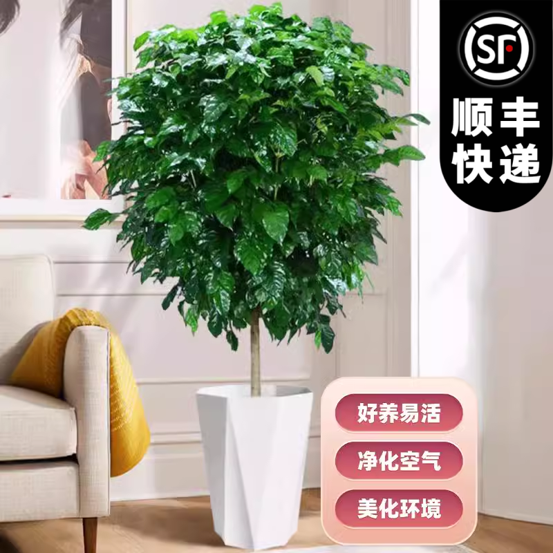 【顺丰包邮】1.1-1.2米幸福树盆栽室内客厅新家吸甲醛绿宝净化空气