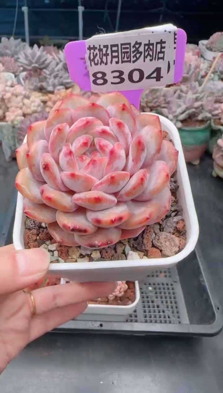 【闪购商品】8304橙子