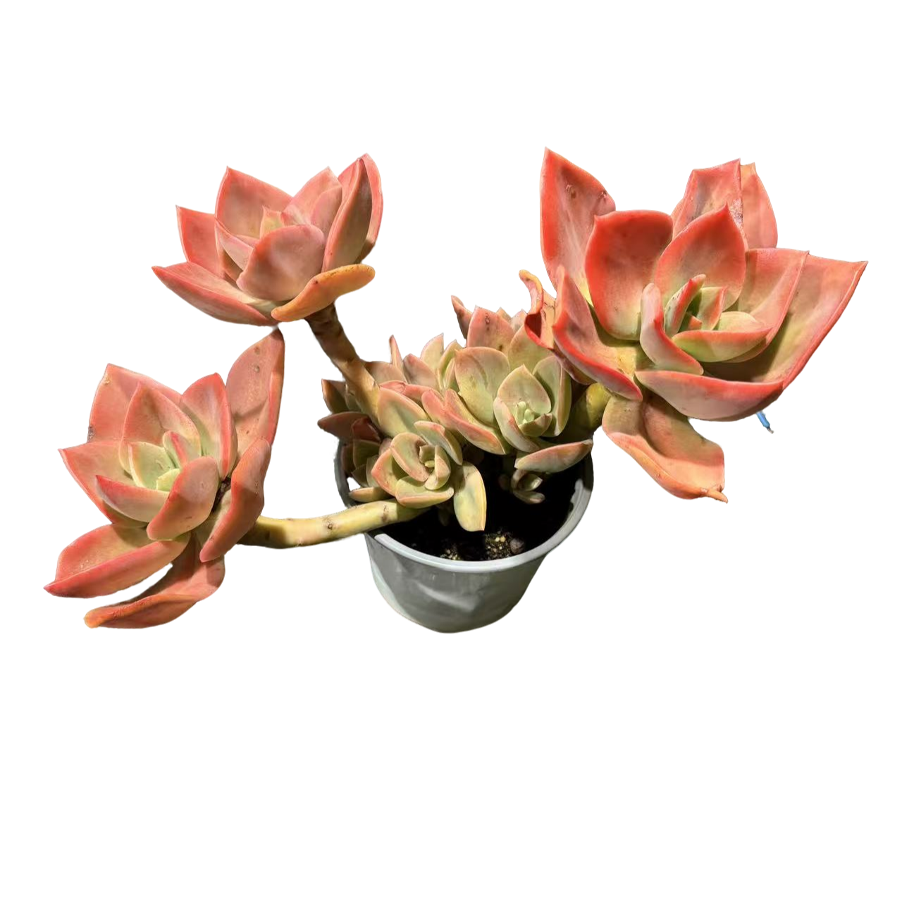 精品多肉 老桩贺氏