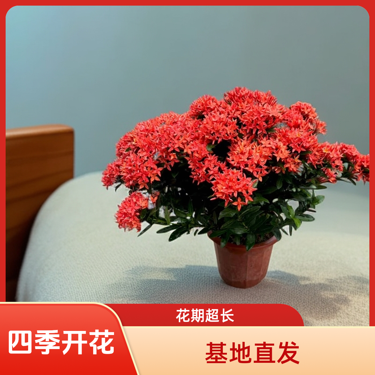 小叶龙船花盆栽四季开花室外阳台庭院好养活颜色多花期长基地发货