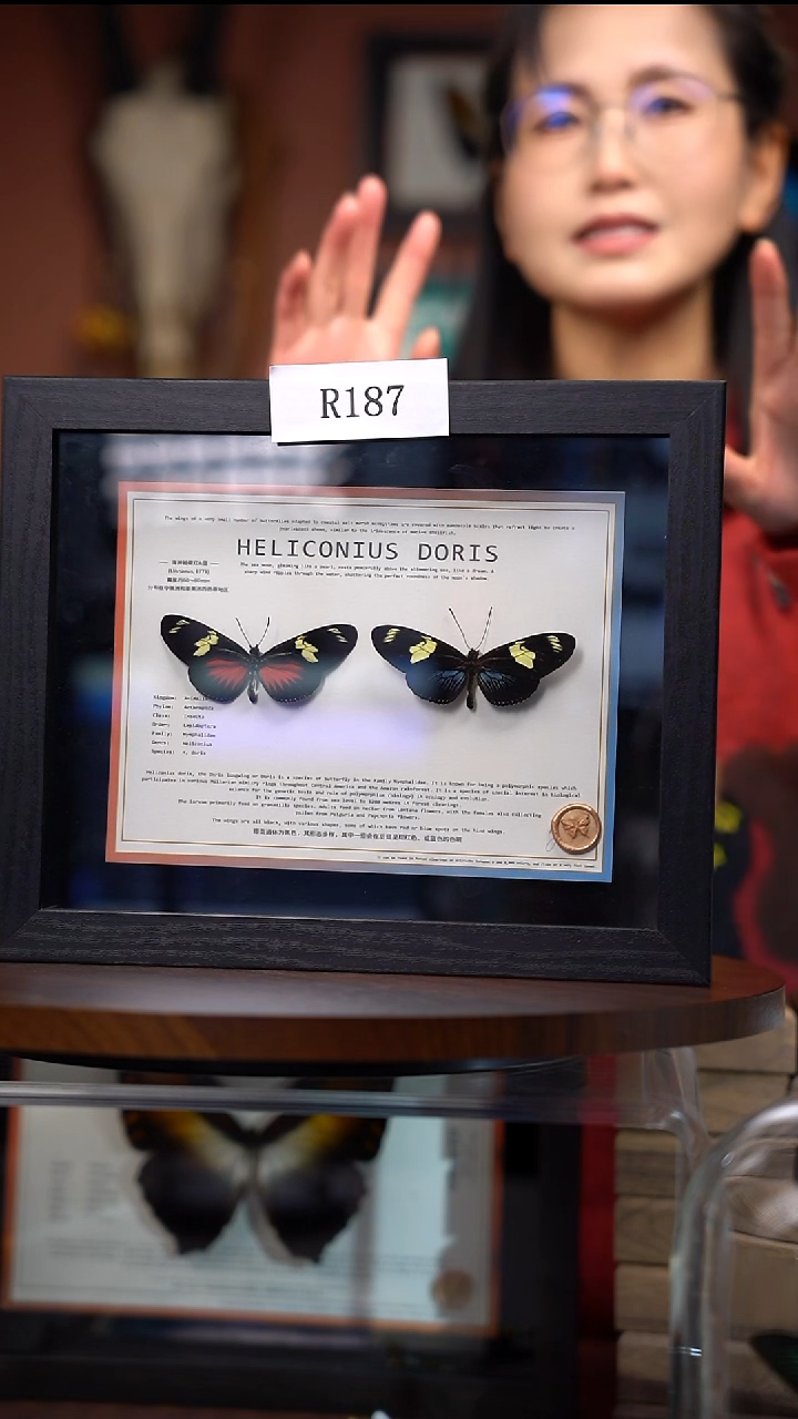 R187    海神袖 红蓝组合  一图一物  拍下不退不换