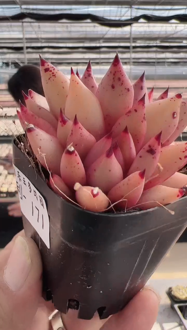 【闪购商品】福利款171