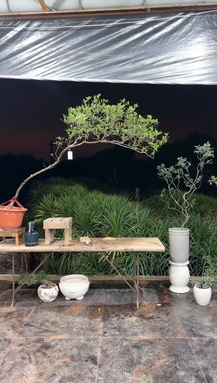 【闪购商品】盆景海岛栀子花