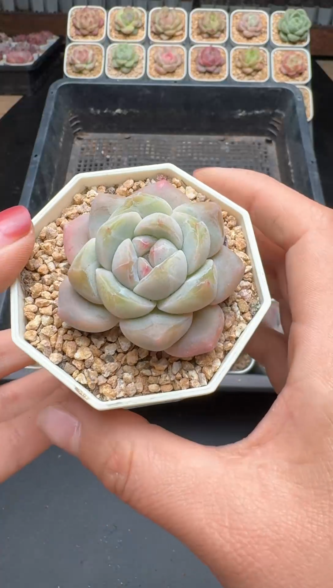 【闪购商品】541号 珍妮杂交多肉 花卉植物