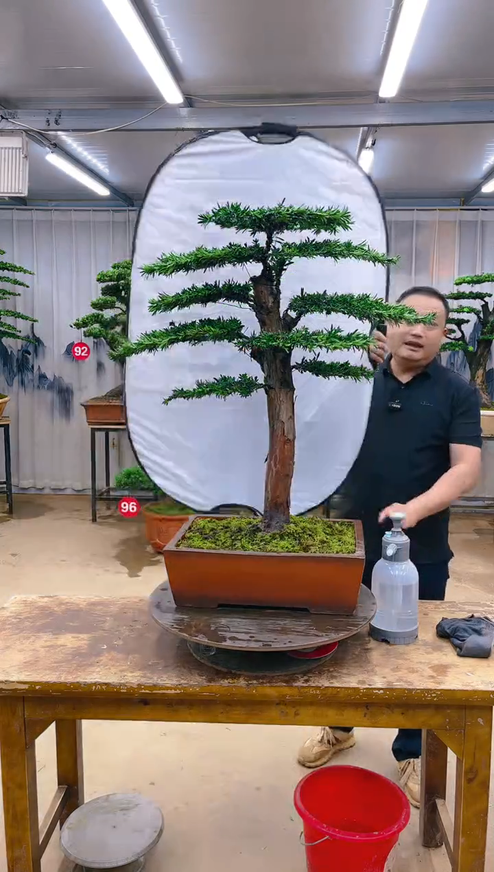 无花朵精品盆景  一物一拍