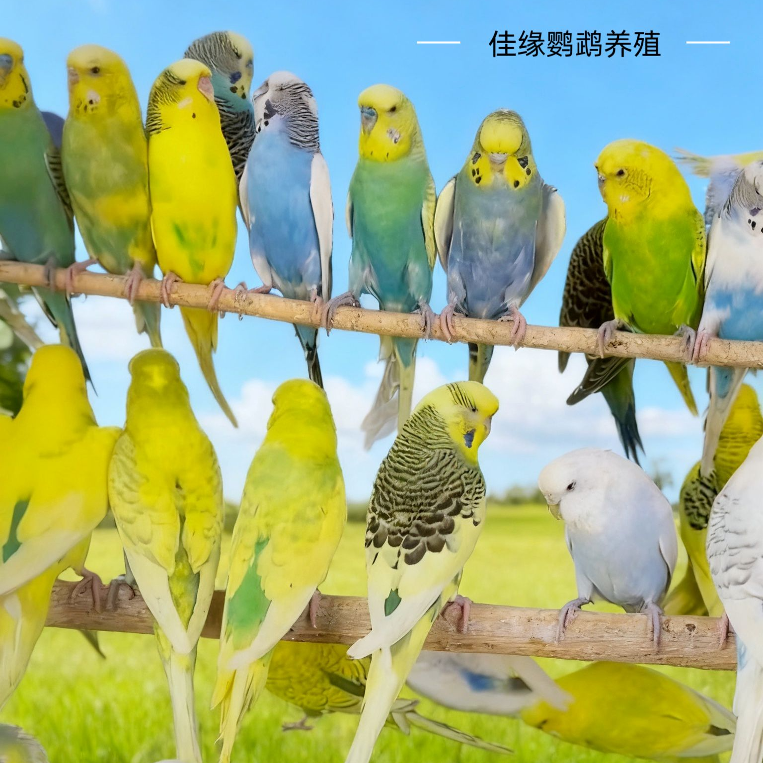 特色大头虎皮鹦鹉活鸟手养宠物可学说话适合家养观赏繁殖