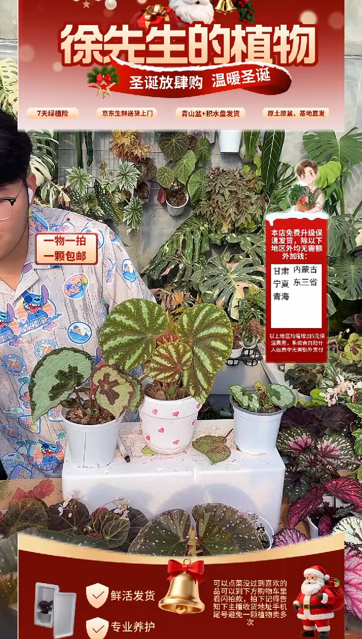 完全开放北约秋海棠（轻微叶损）