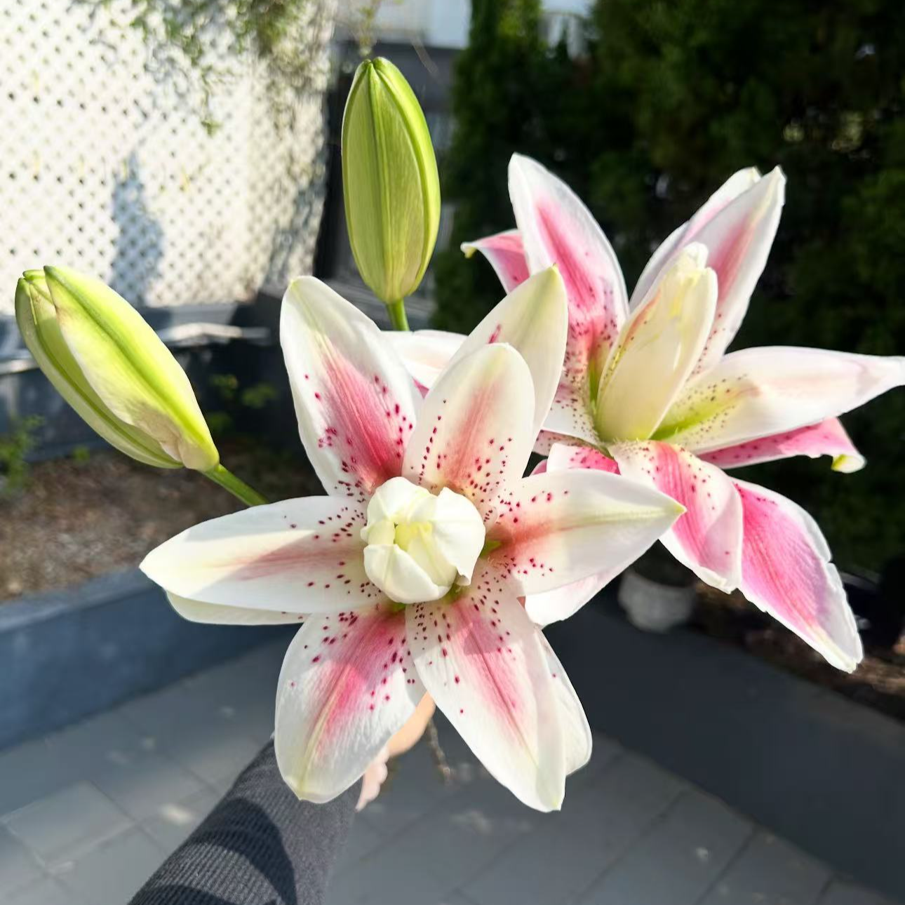 《上海种业》50号重瓣粉色百合