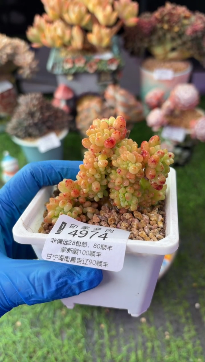 昆明印象多肉4974