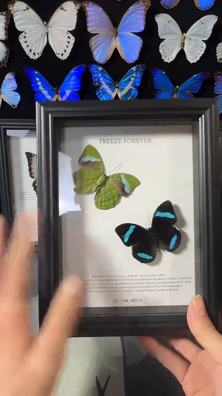 蓝带鸭蛱蝶欧版相框