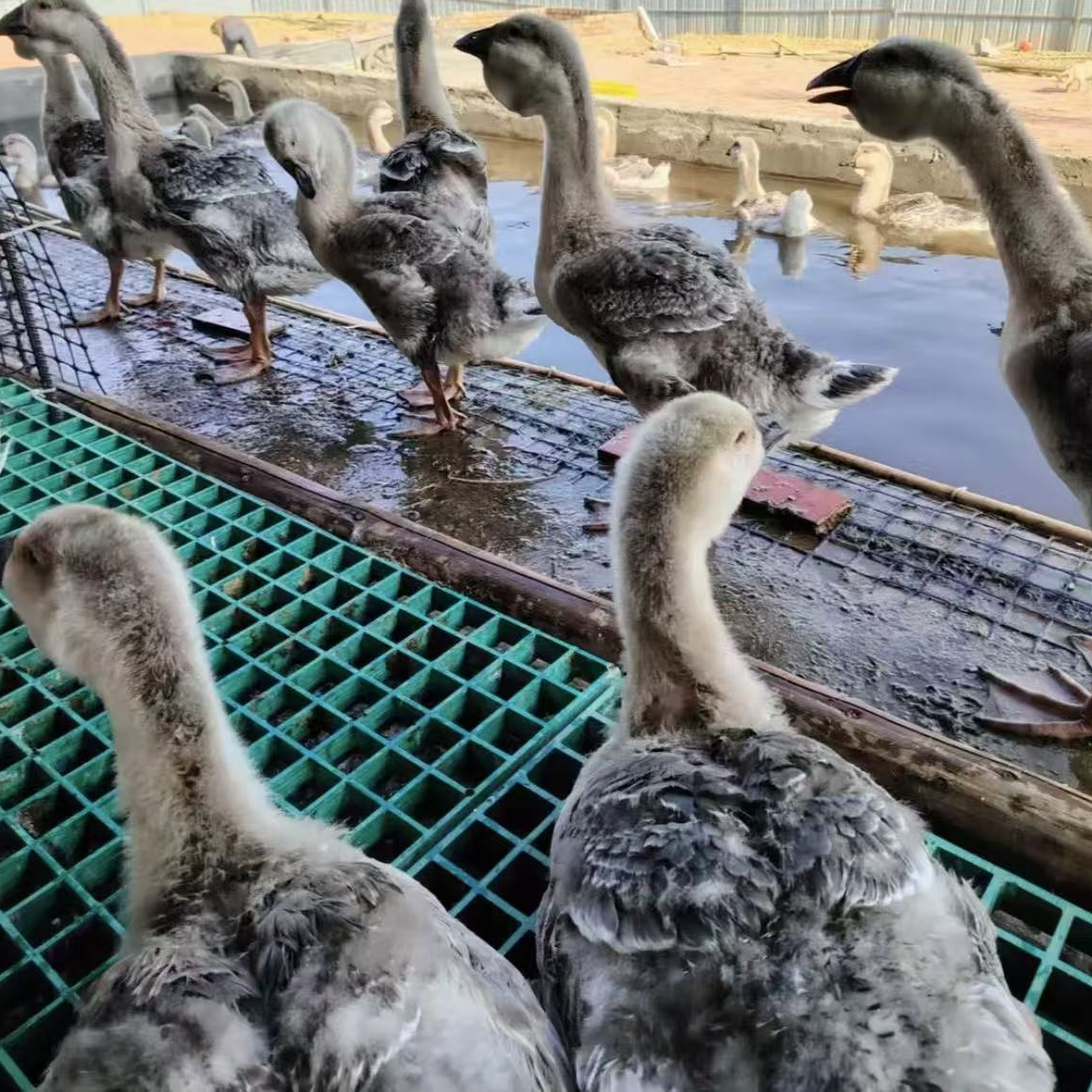 大壮家特大种狮头鹅   5斤