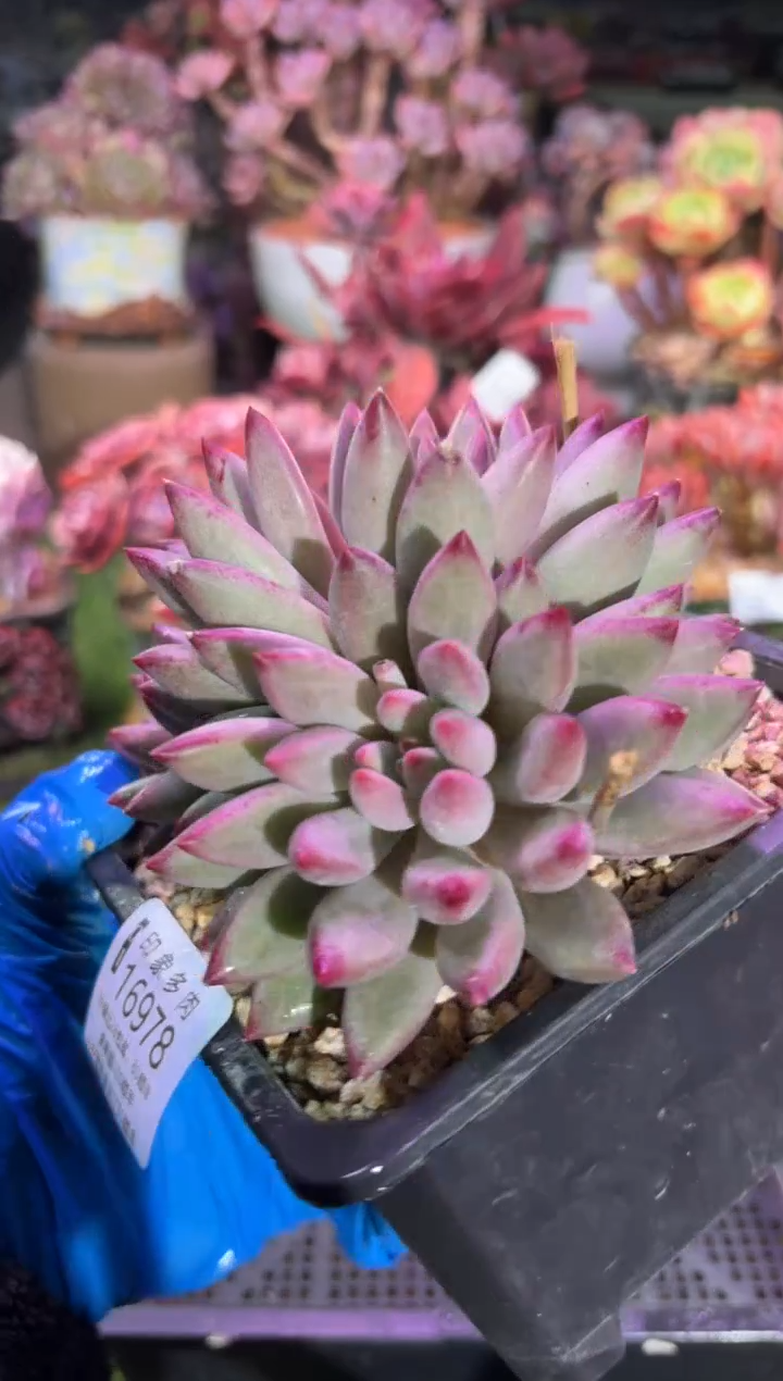 【闪购商品】16978