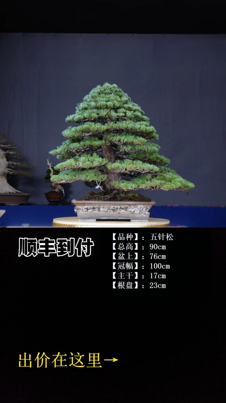 无花朵五针松buaboyou