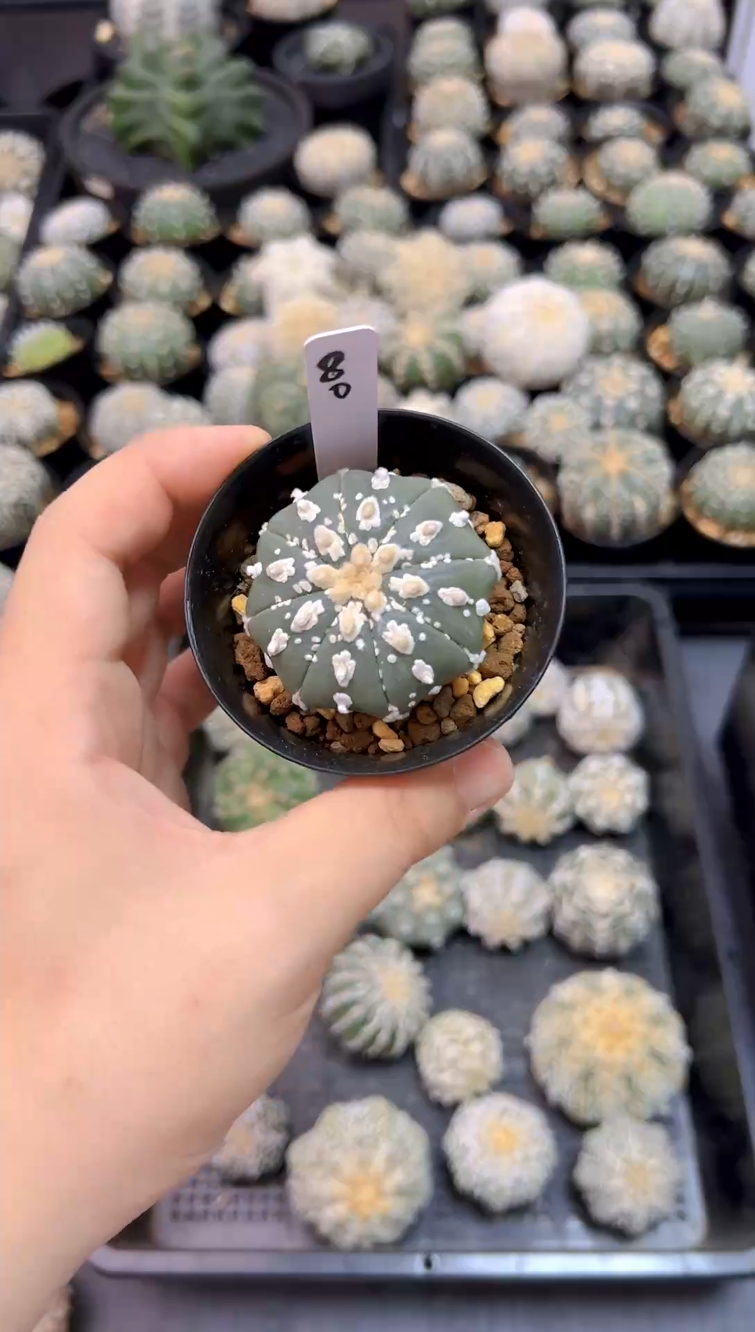 实生兜一颗，编码80