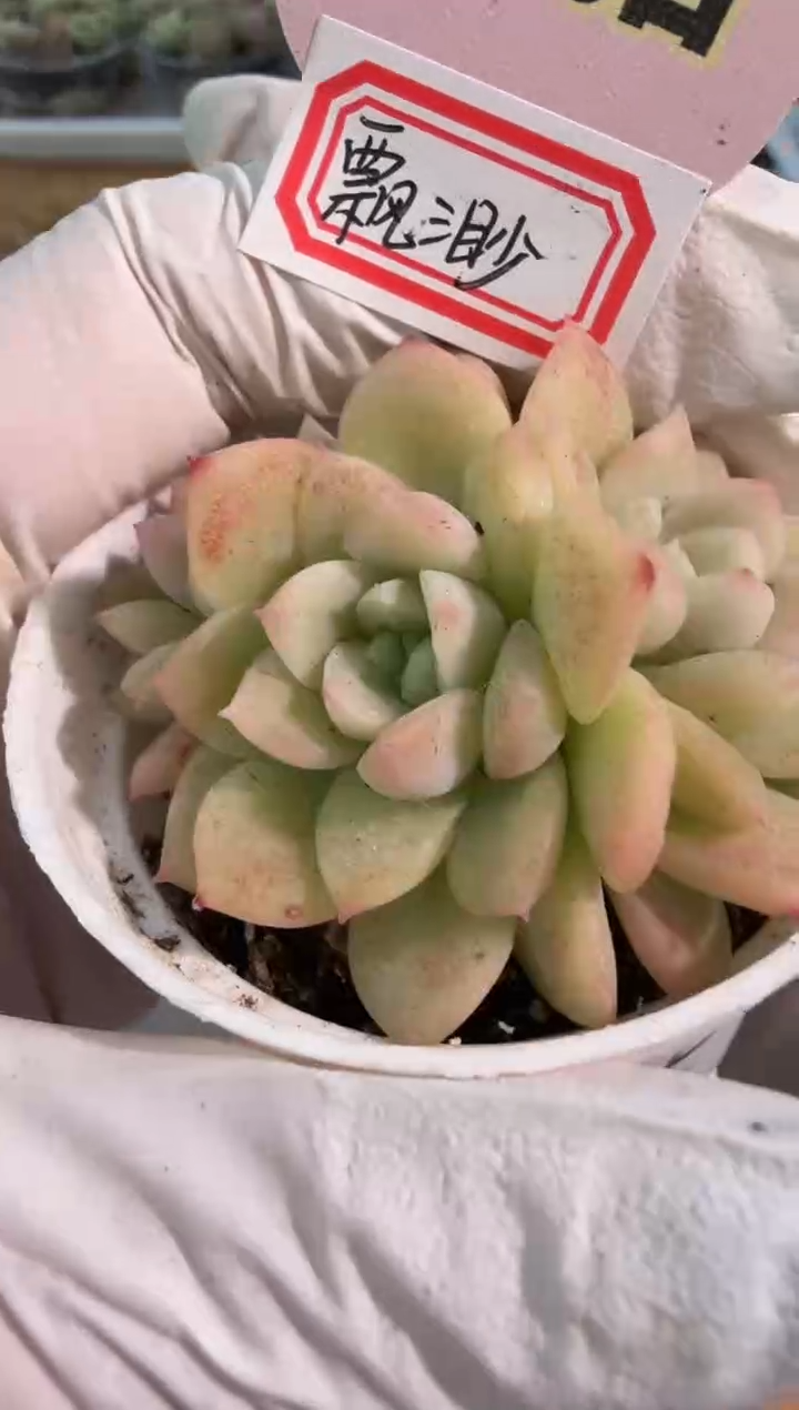 飘渺/三头圆杯1盆 量拍混发