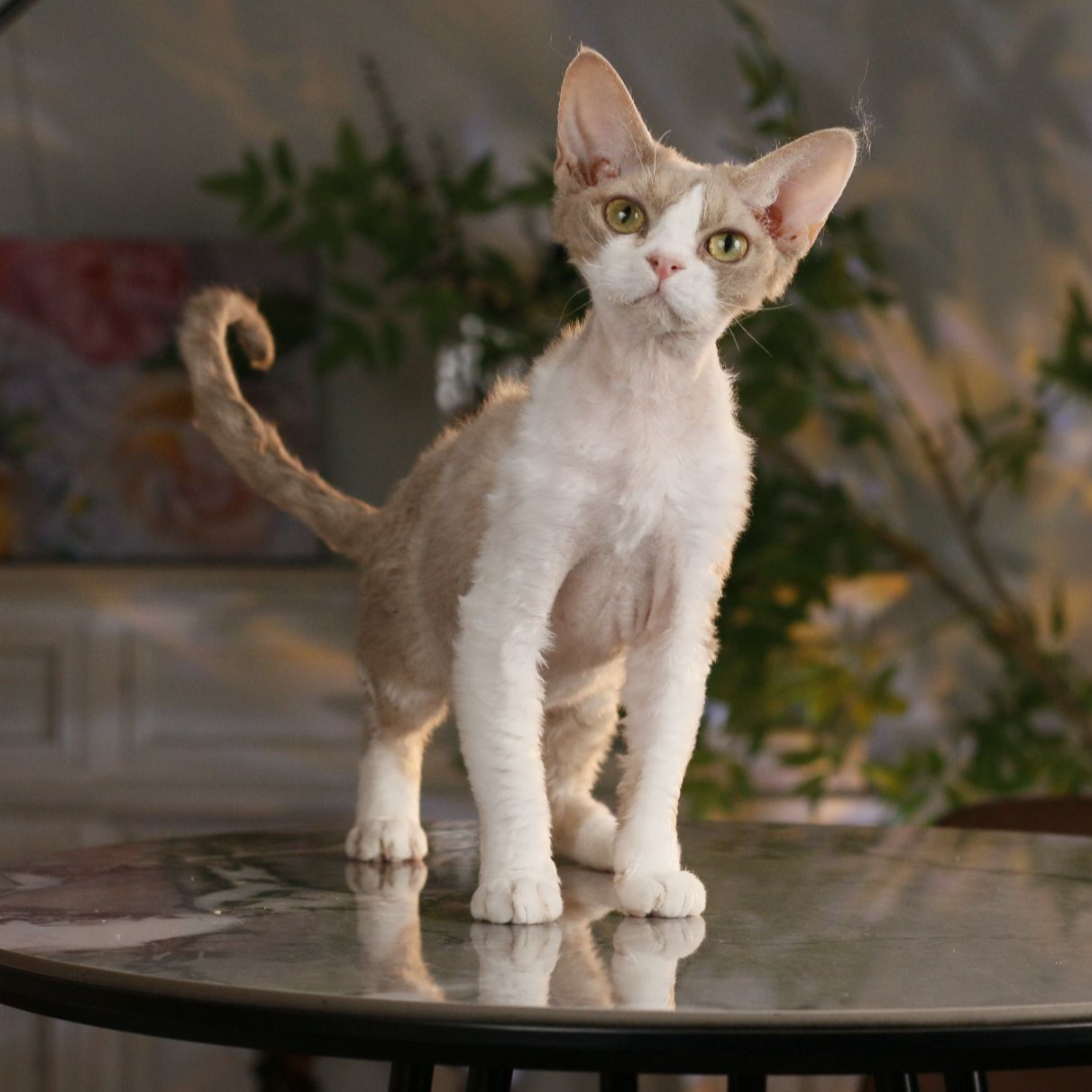 德文卷毛猫活体猫咪丁香开脸妹妹