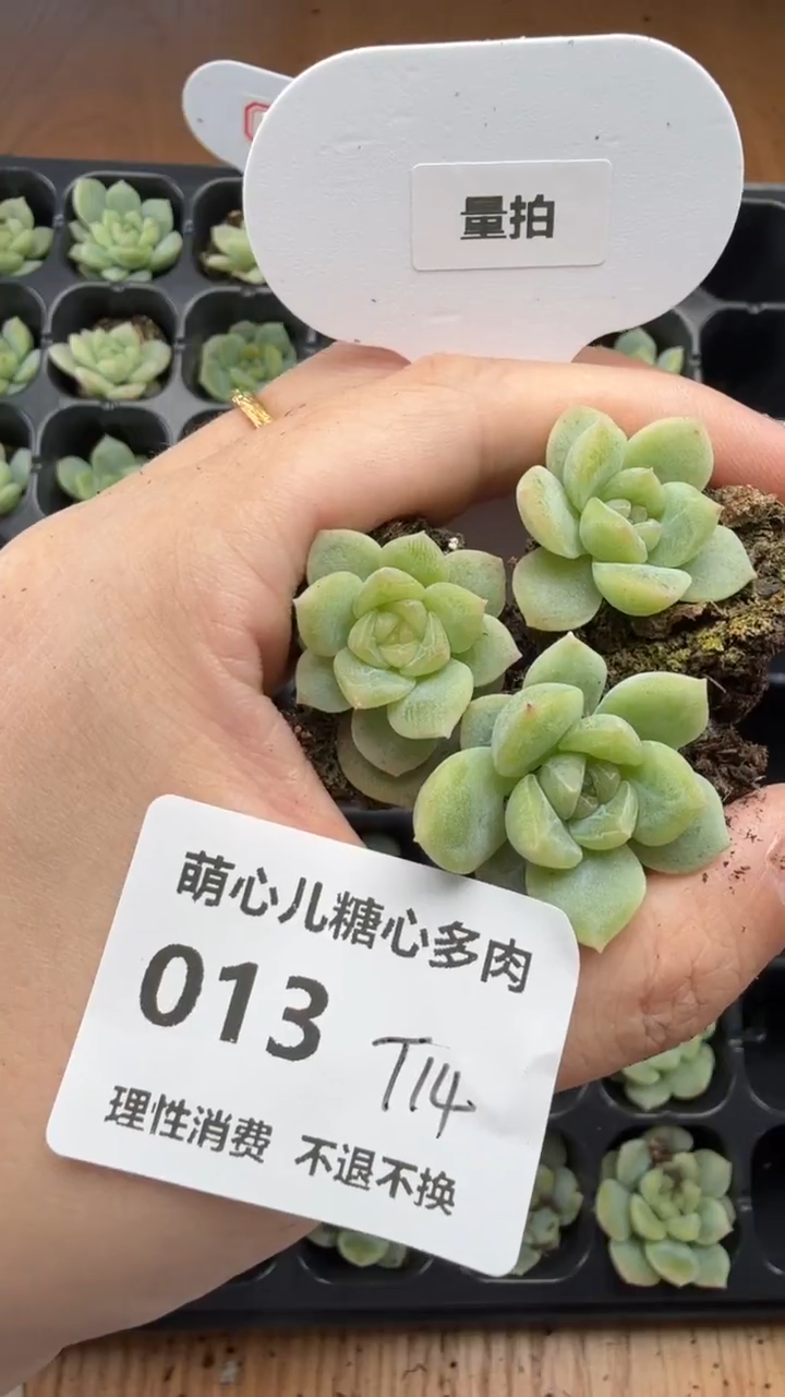 013 t14甜心3颗量拍