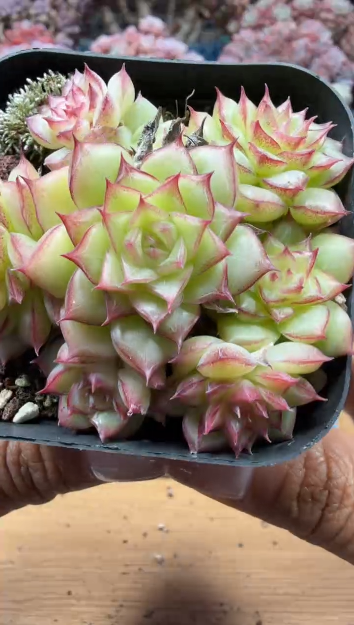 东云多肉园二店-105