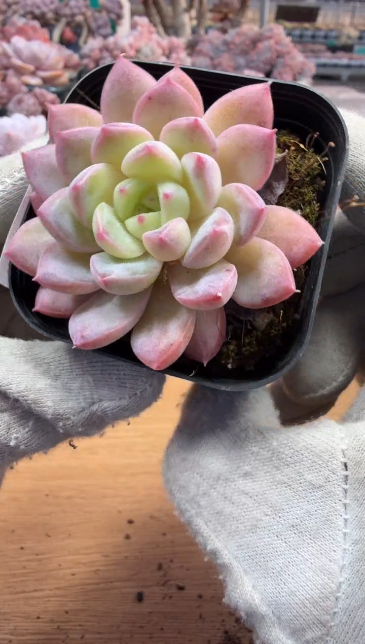 东云多肉园三店-198