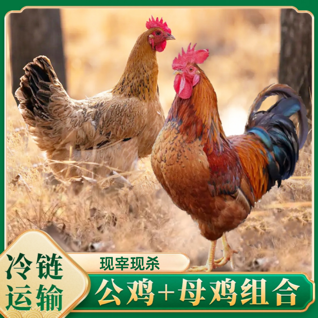  【小戴家】放养3只黄油母鸡 +赠1只公鸡 4只净重11斤试吃一只