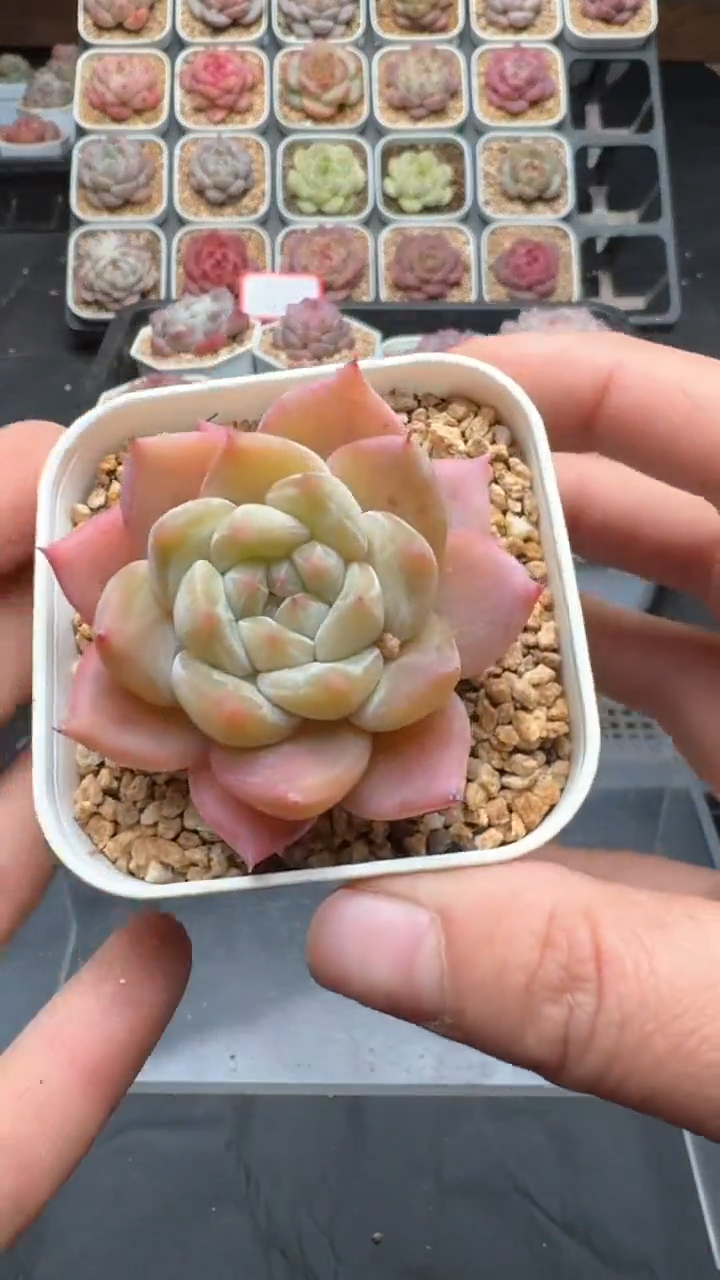 【闪购商品】794号珍妮多肉一物一拍3单包邮