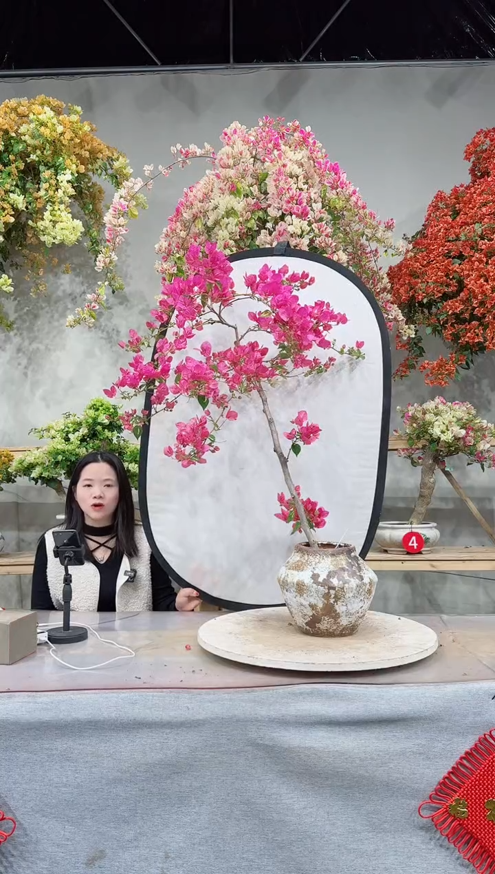 【闪购商品】盆景金心双色